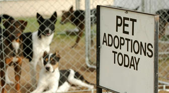 Exploring the World of Pet Adoption: A Comprehensive Guide