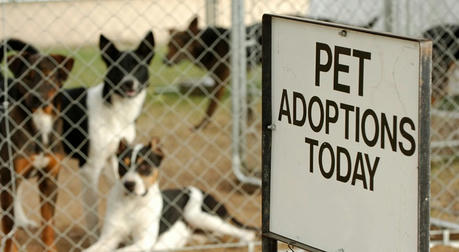 Exploring the World of Pet Adoption: A Comprehensive Guide
